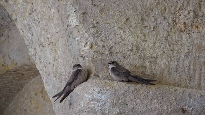 Gümüşhane’nin Sümela’sı Çakırkaya Manastırı kuşlara yuva oldu 12